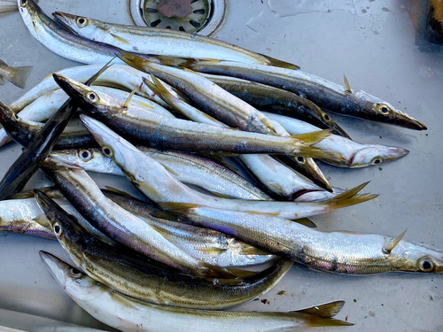 カマスの釣果