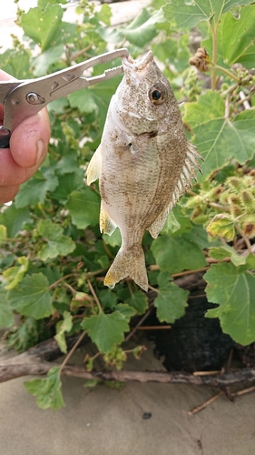 キビレの釣果