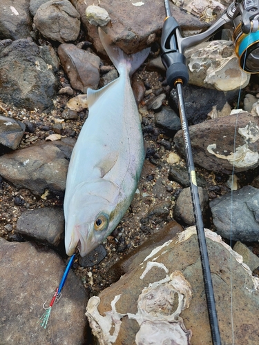 ネリゴの釣果