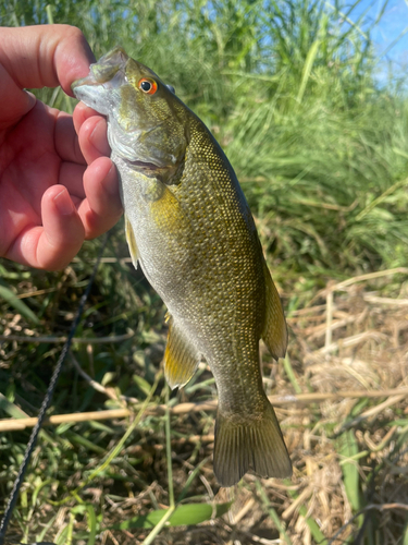 スモールマウスバスの釣果