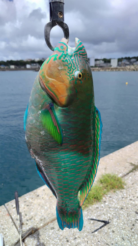 スジブダイの釣果