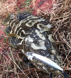 マダラハタの釣果