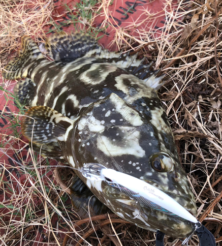 ハタの釣果