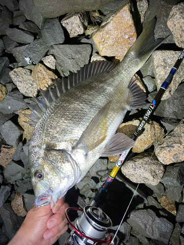 クロダイの釣果