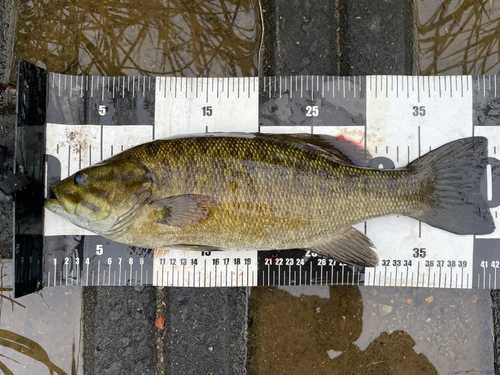 スモールマウスバスの釣果