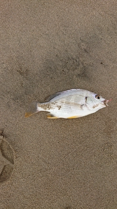 キビレの釣果