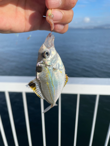 キスの釣果