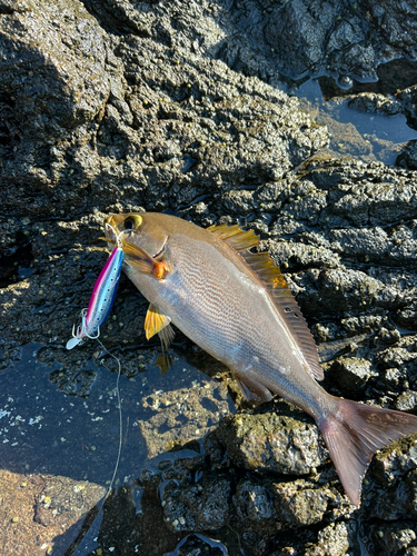 イサキの釣果