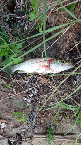 スズキの釣果