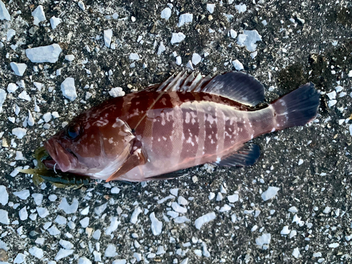 マハタの釣果