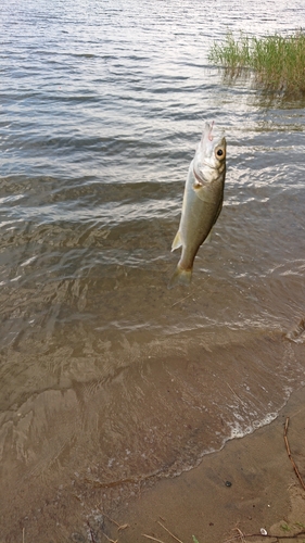 スズキの釣果