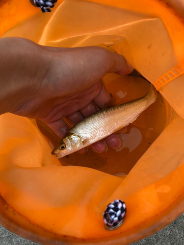 ウグイの釣果