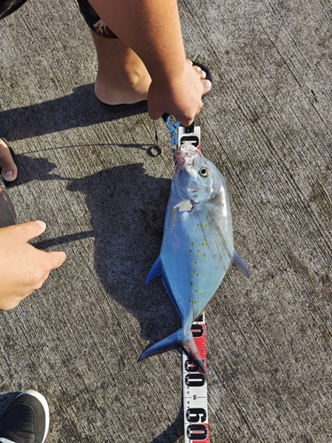 ナンヨウカイワリの釣果