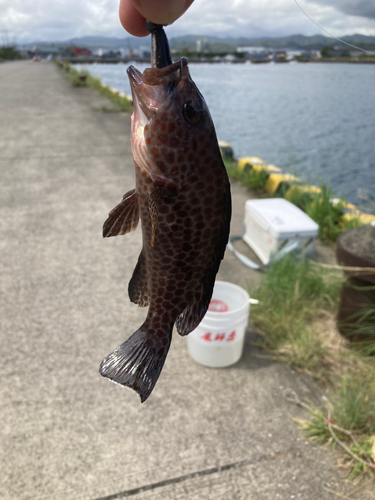 オオモンハタの釣果