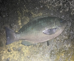 クチブトグレの釣果