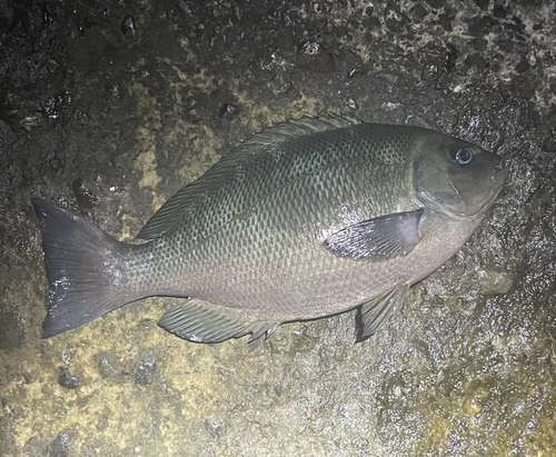 クチブトグレの釣果