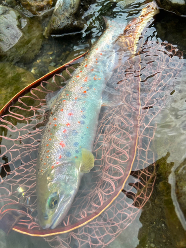 アマゴの釣果