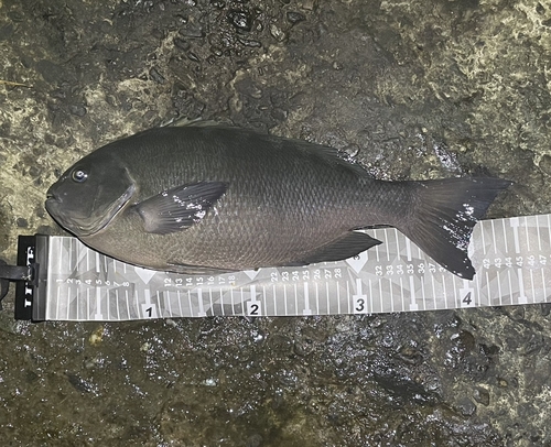 クチブトグレの釣果