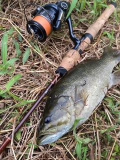 スモールマウスバスの釣果