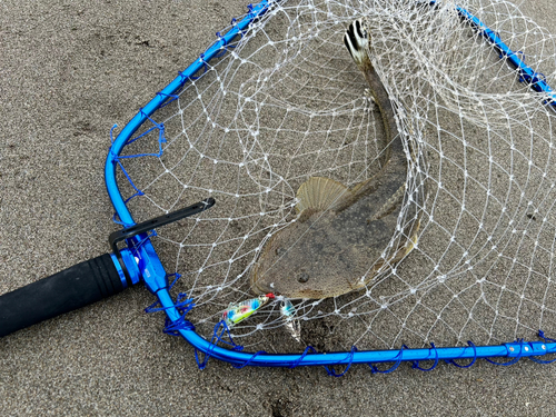 マゴチの釣果