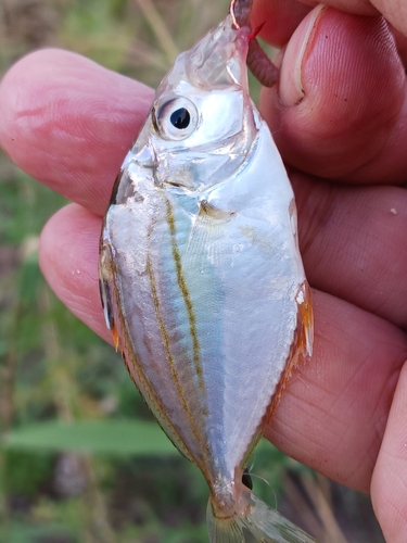 ヒイラギの釣果