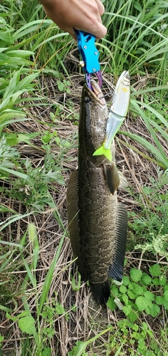 ライギョの釣果