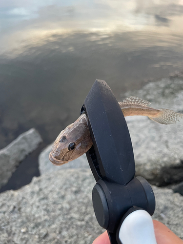 マハゼの釣果