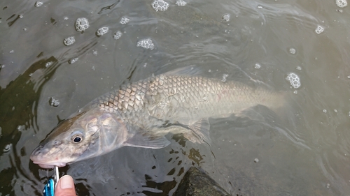 ニゴイの釣果