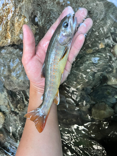 ヤマトイワナの釣果