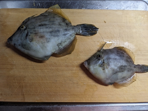 カワハギの釣果