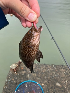 オオモンハタの釣果