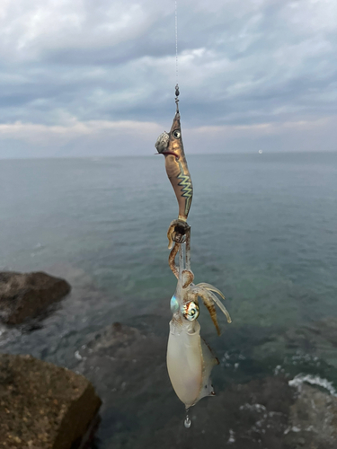 アオリイカの釣果