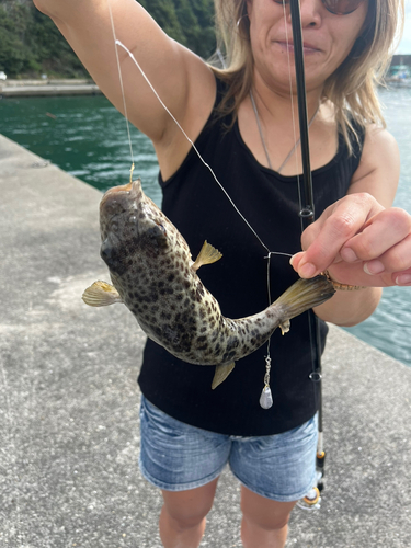 イシダイの釣果