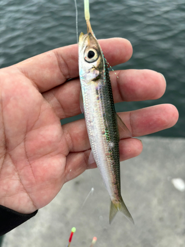 ウルメイワシの釣果