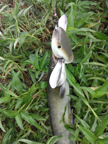 ナマズの釣果