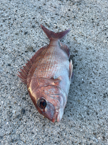 マダイの釣果