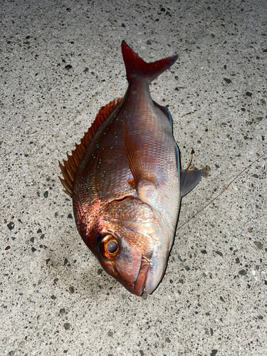 マダイの釣果