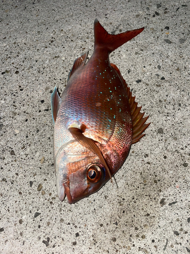 マダイの釣果