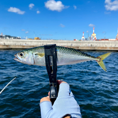 サバの釣果