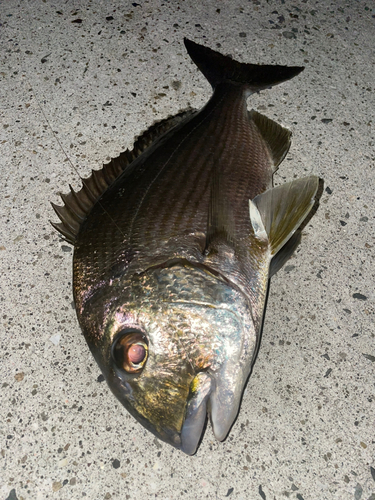 ヘダイの釣果