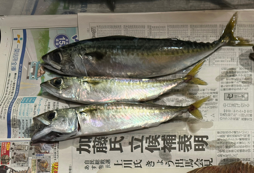 サバの釣果