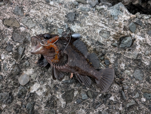 オウゴンムラソイの釣果