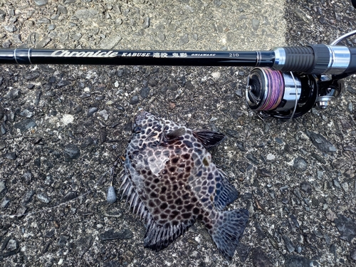 イシガキダイの釣果