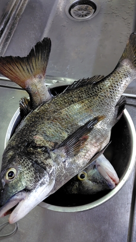 クロダイの釣果