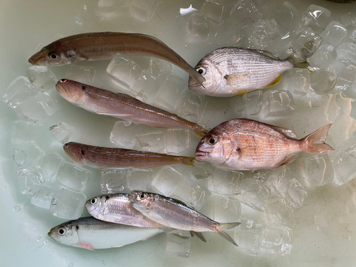 キスの釣果