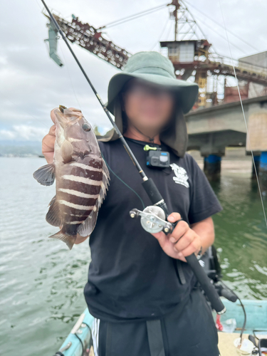 ハタの釣果