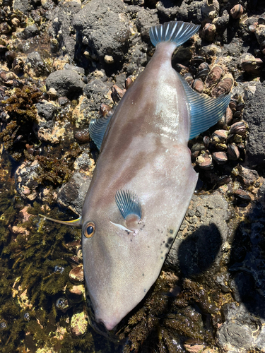 ウマヅラハギの釣果