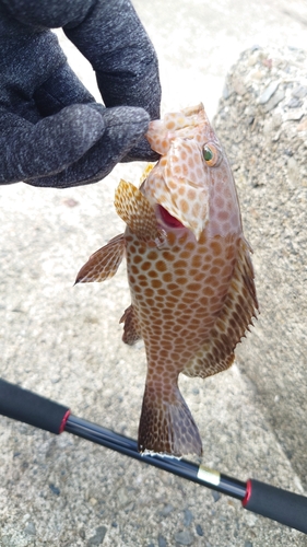 オオモンハタの釣果