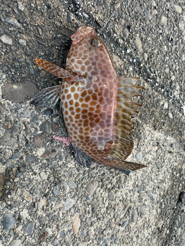 オオモンハタの釣果