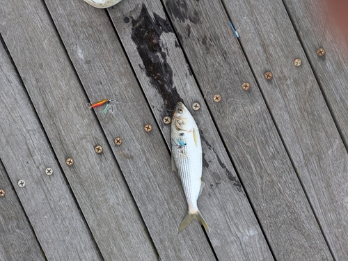 コノシロの釣果